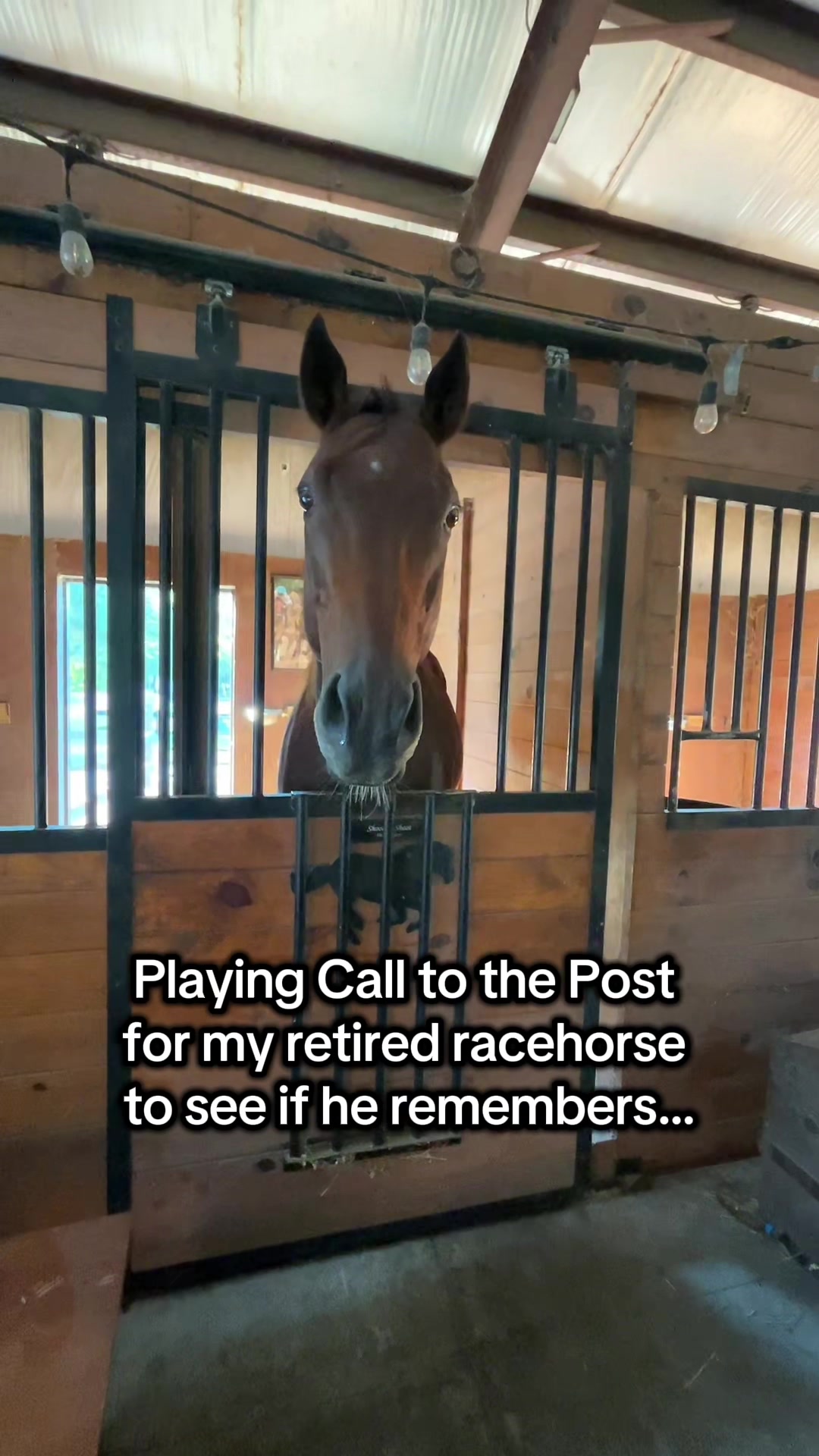 @Lacy & Shooter the OTTB