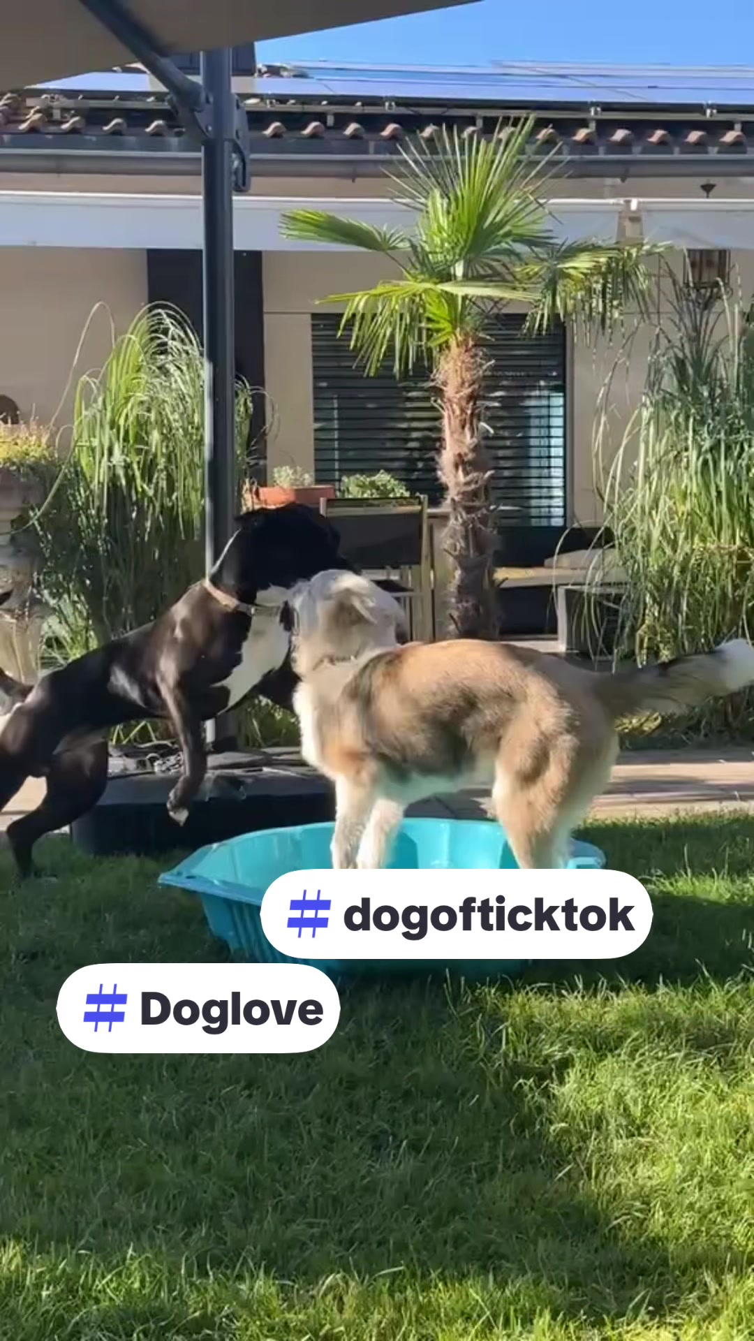 @Amstaff Tyson & Tayna &hearts;️