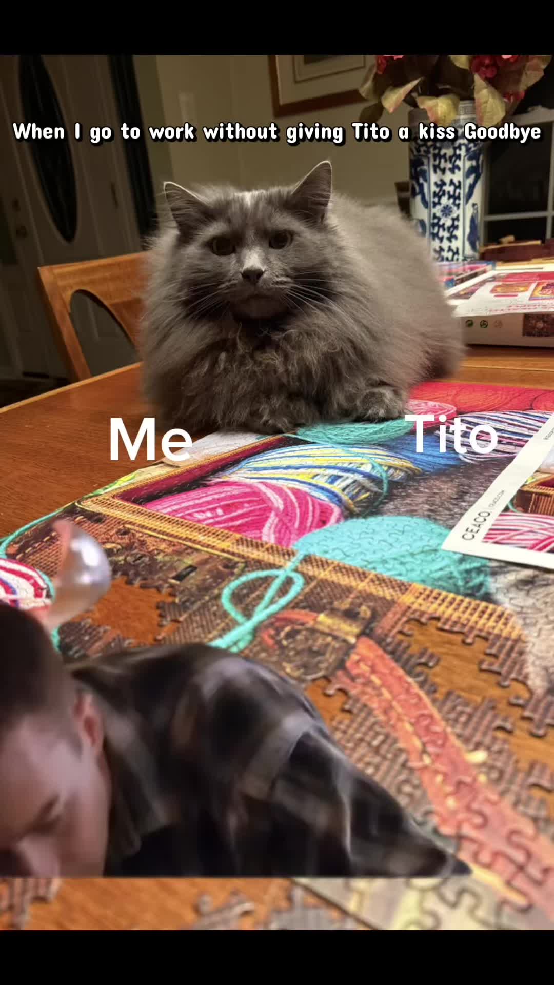 @TitoNTati 🐾