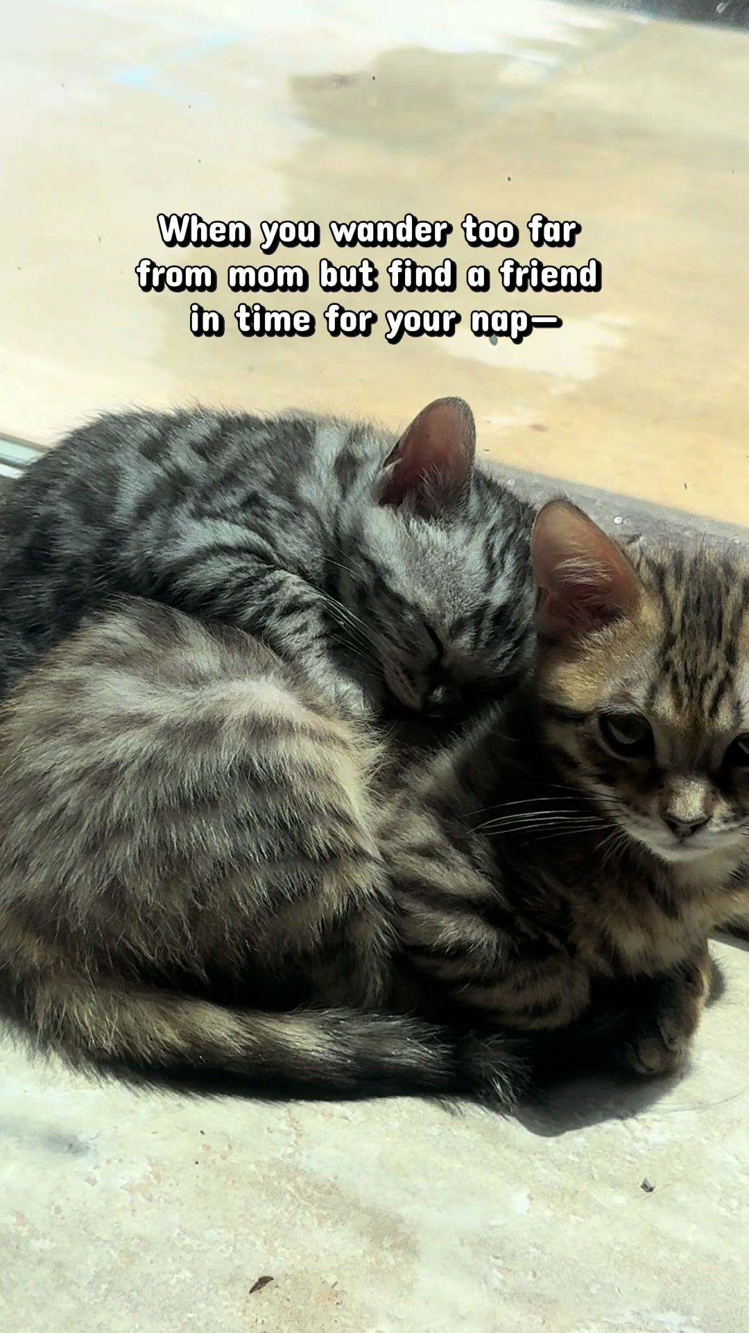 @The Kitten Spot