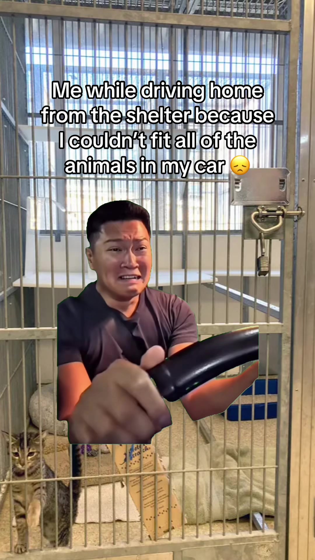 @Adopt a Pet