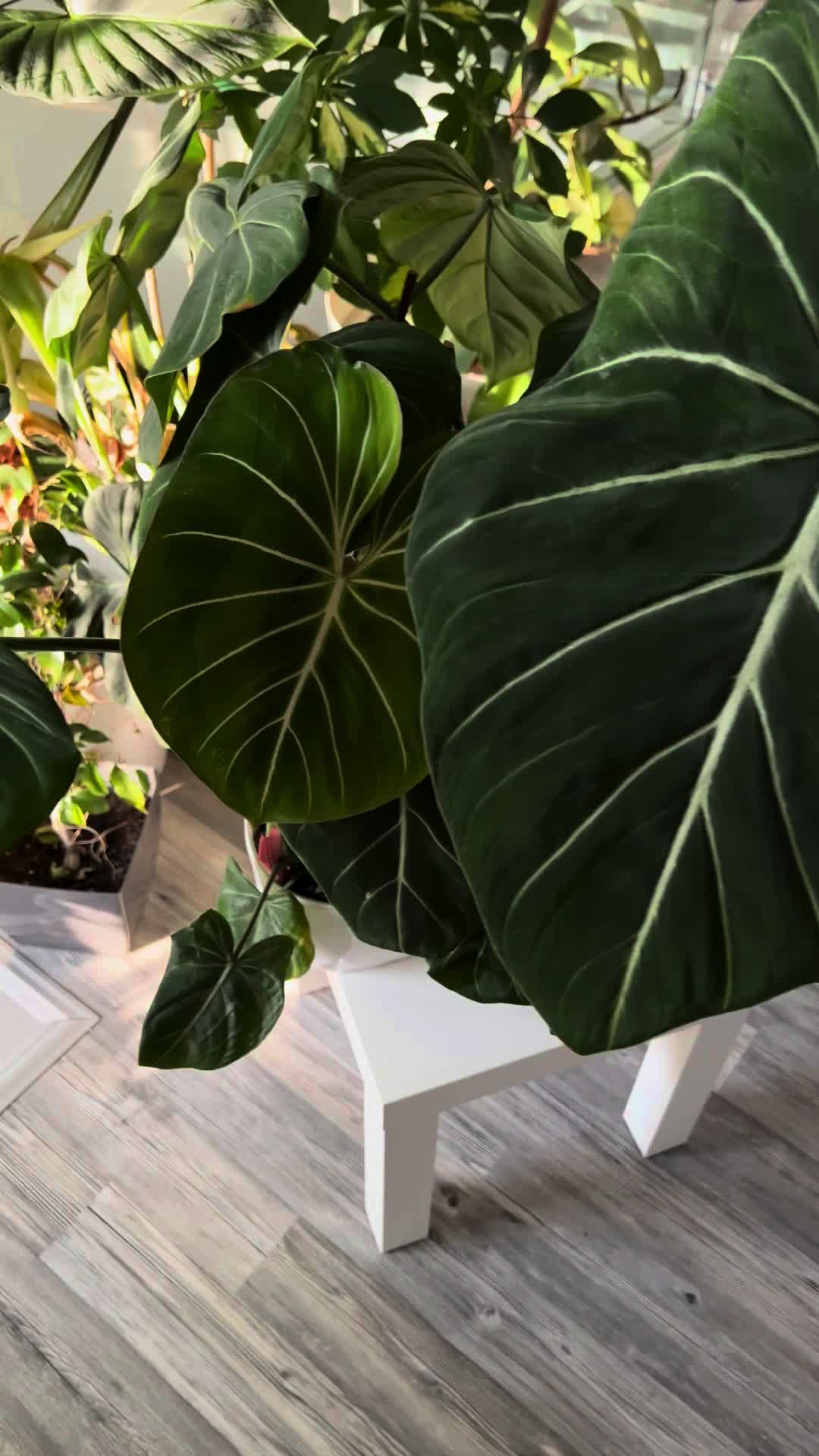@Plant House & Garden