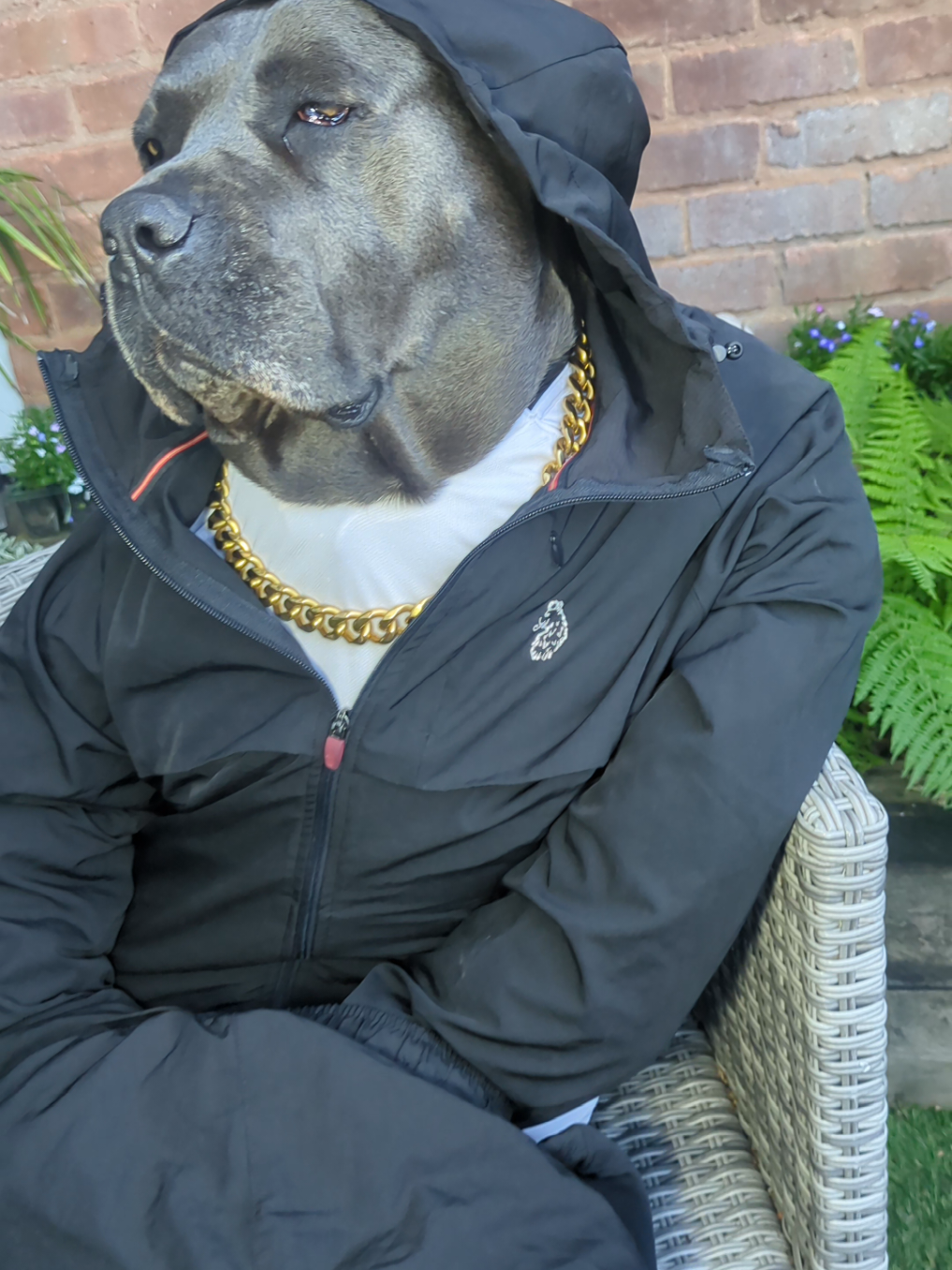 @mist_the_canecorso