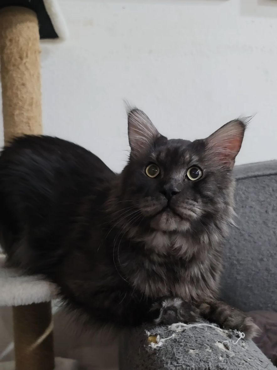 @Peaky Claws Cattery