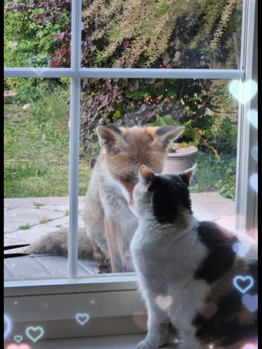 @🦊Welcome to Foxtown🦊