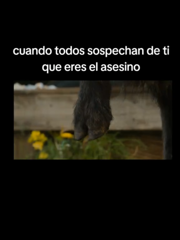 @Damian Suas channel
