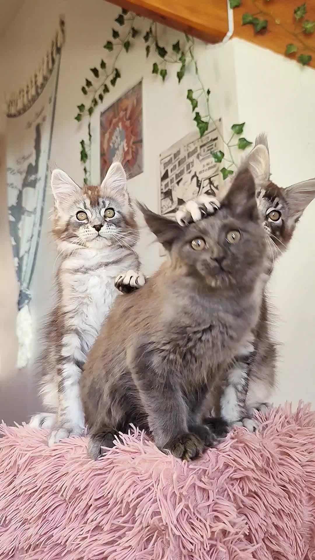 @Cattery Of Wild Kingdom