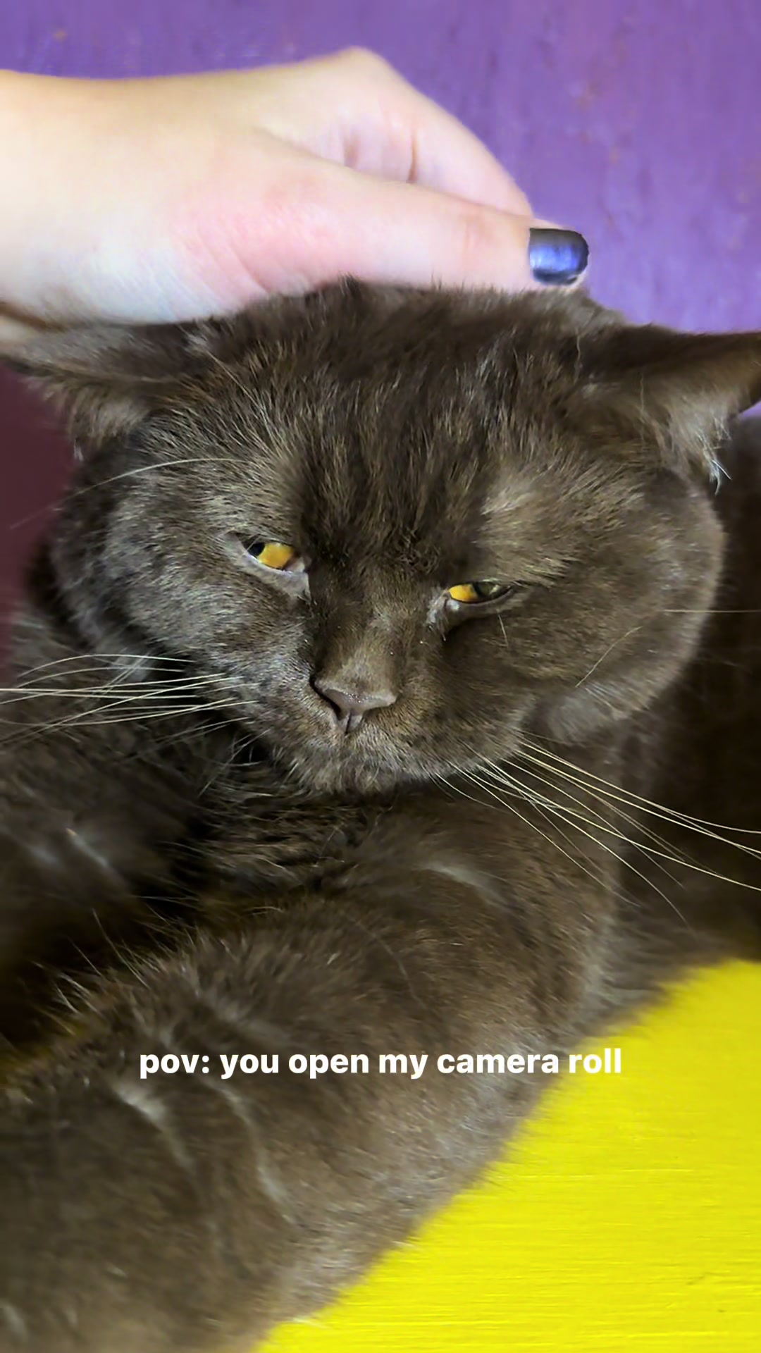 @swalecliffecattery