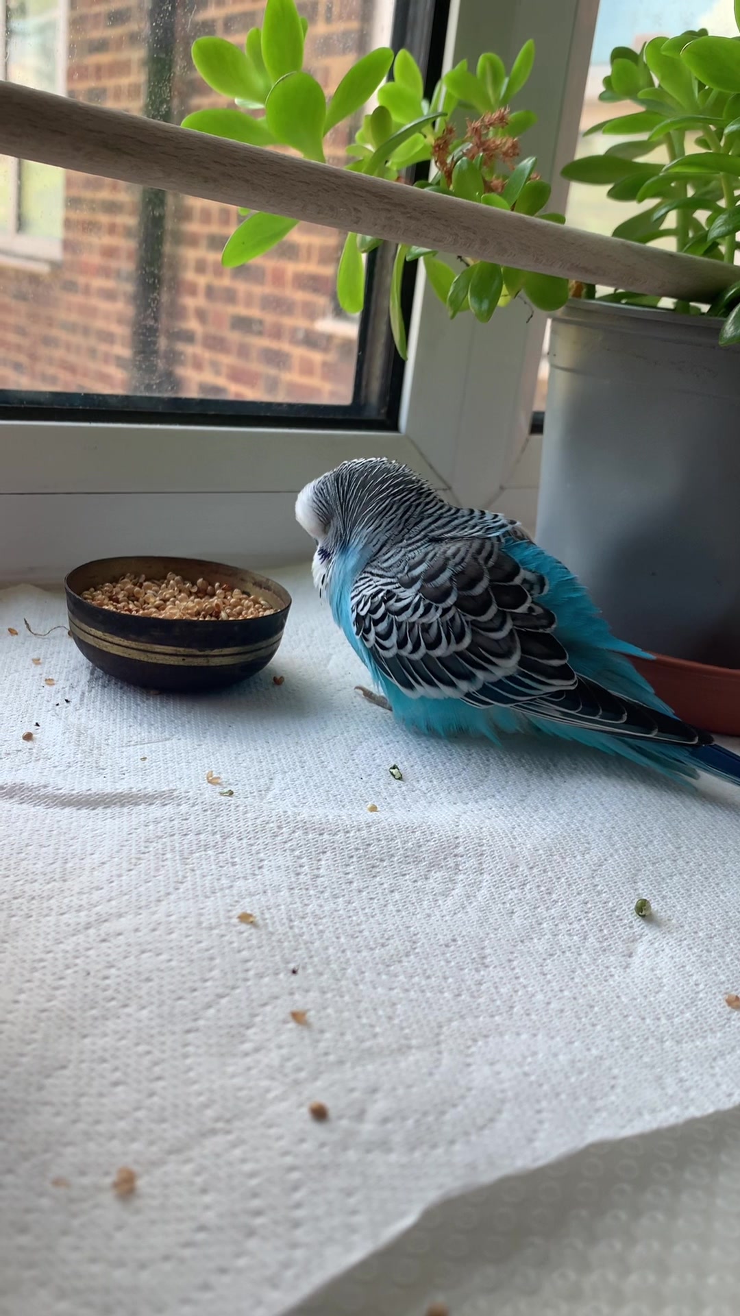 @Blu_the_budgie 🇹🇹