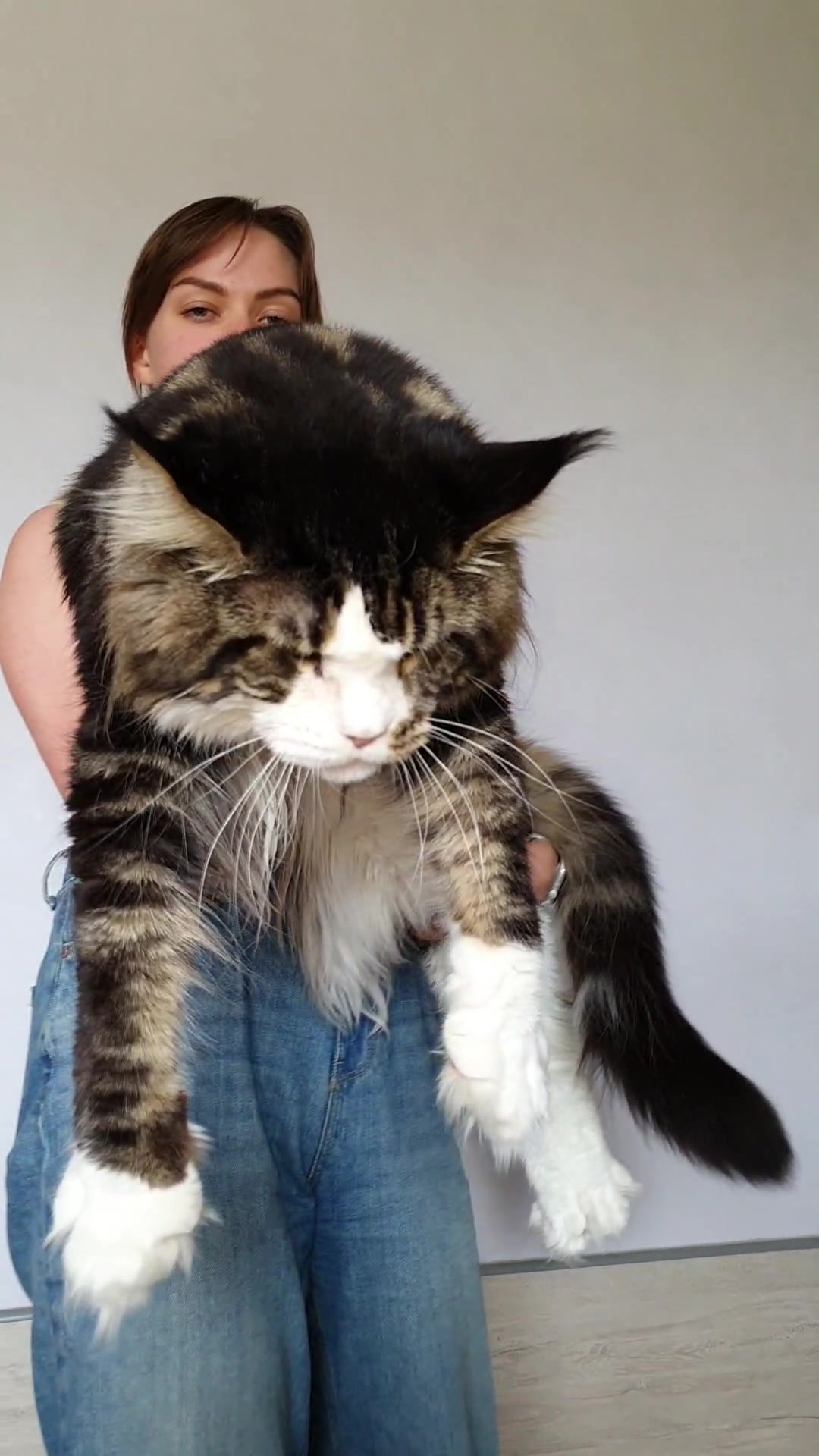 @Maine Coon Cattery Forest Rich