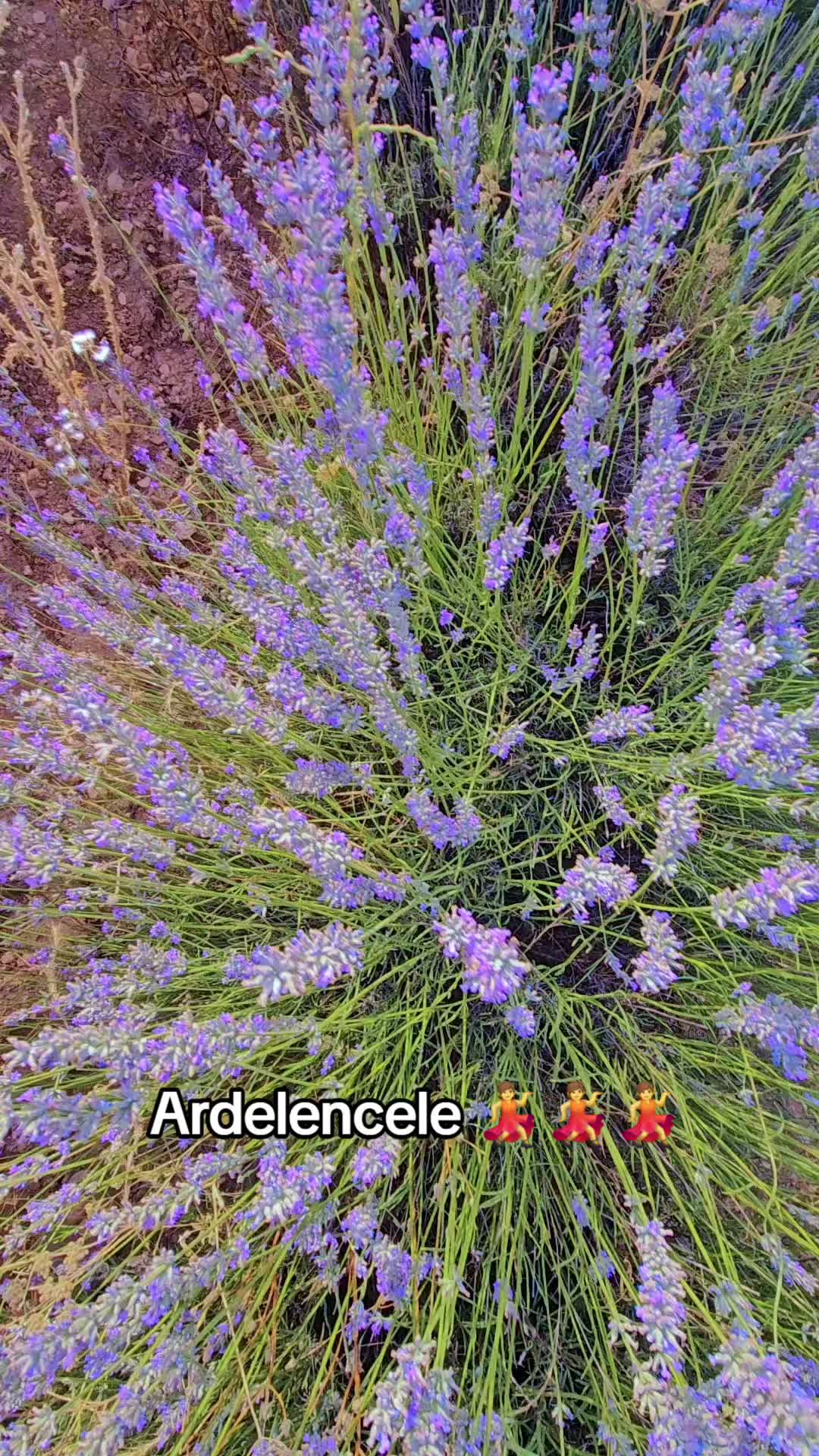 @🎶💃Pătimașa🥥C.A.R.M.E.N🎶💃