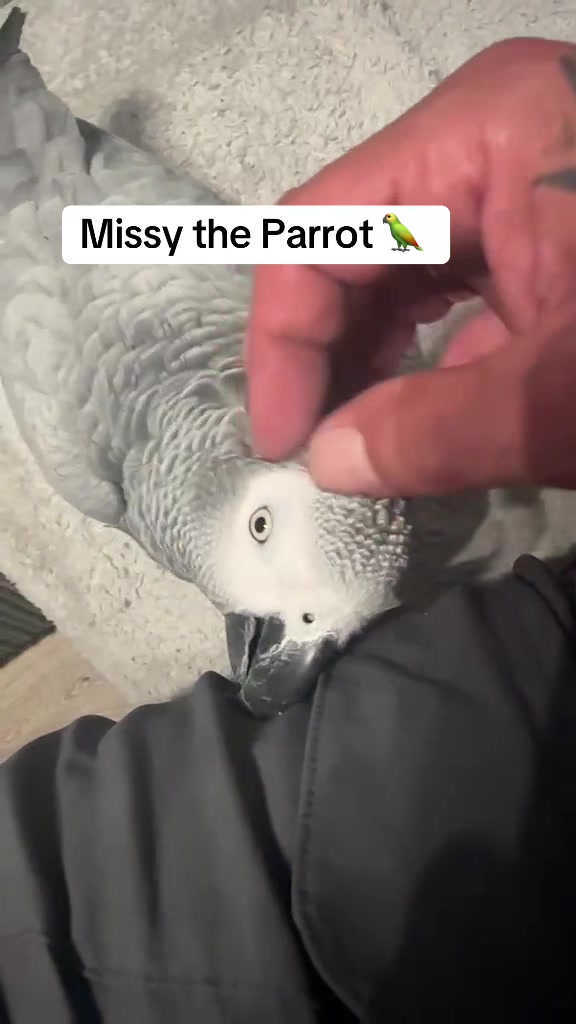 @Norman and Missy the Parrot
