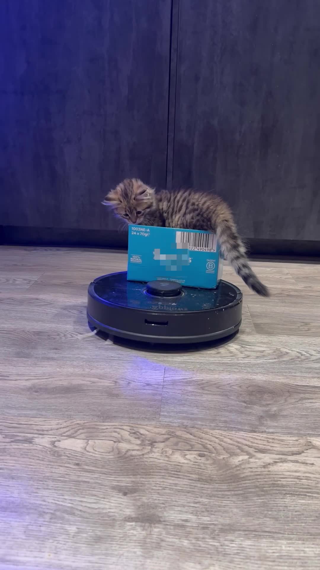 @SiberianRiver Cattery Uk