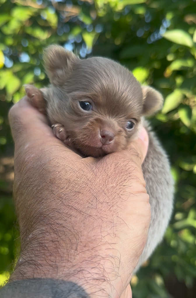 @Mascotas ,cachorritos bonitos