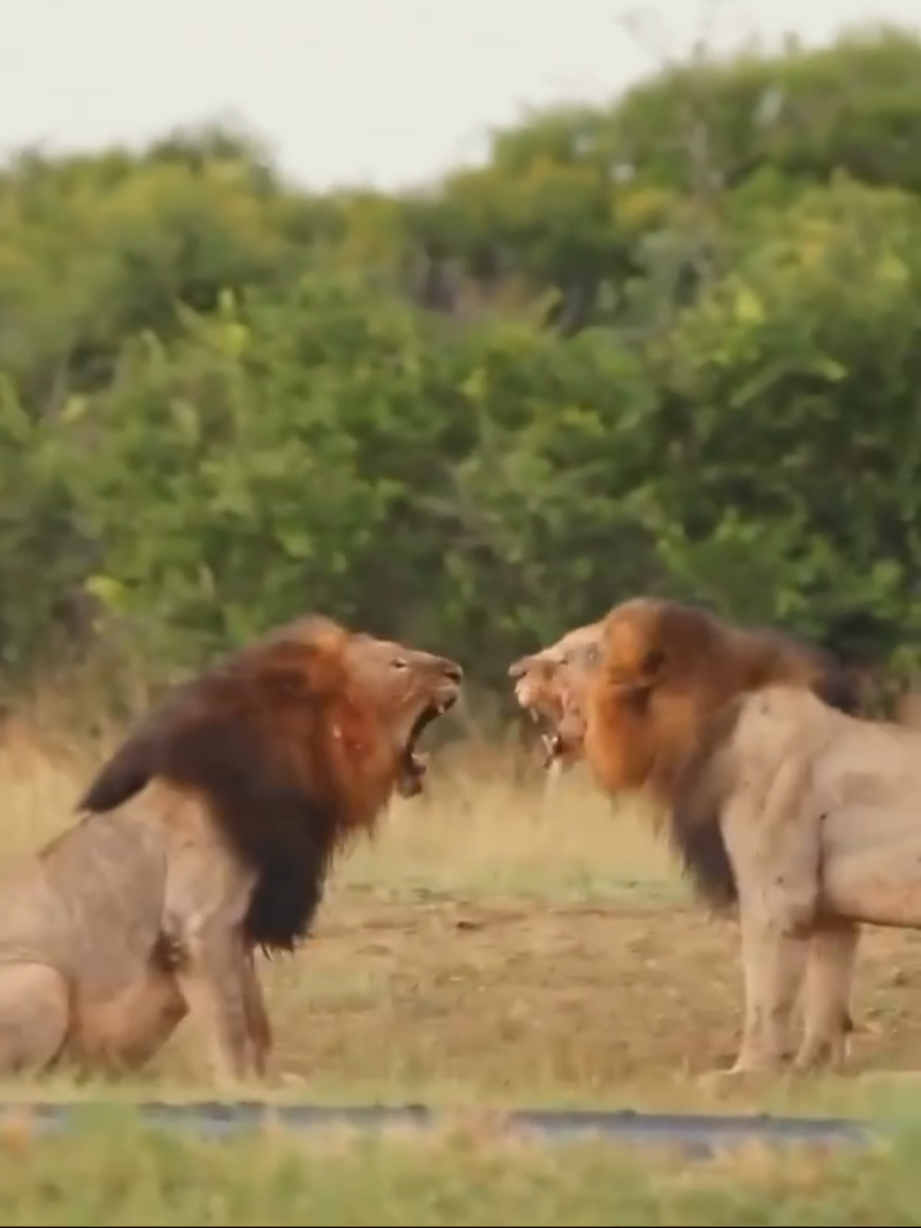 @Lion Sightings