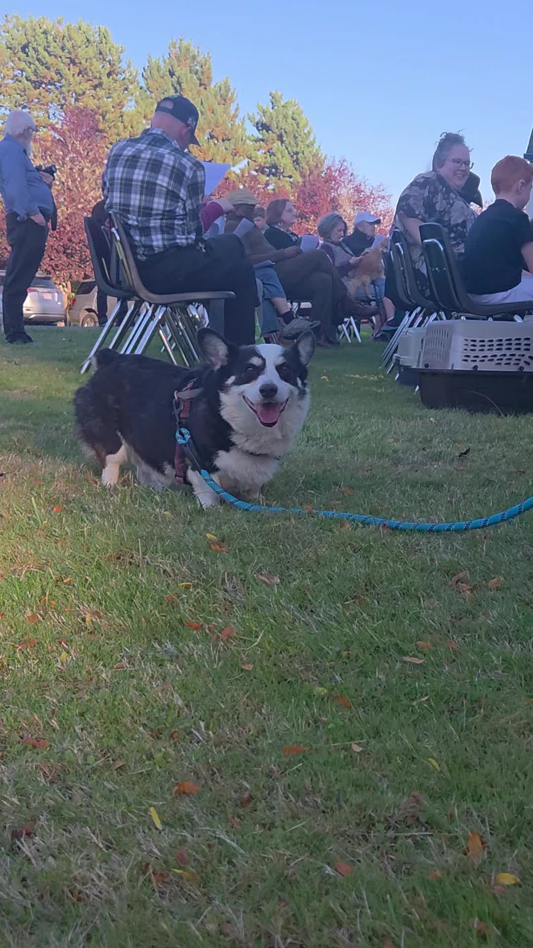 @PNW Pembroke Welsh Corgis