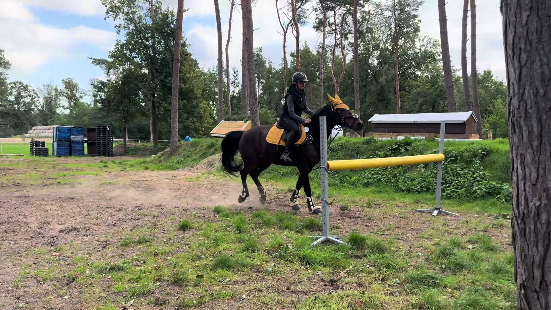 @springpony_donar