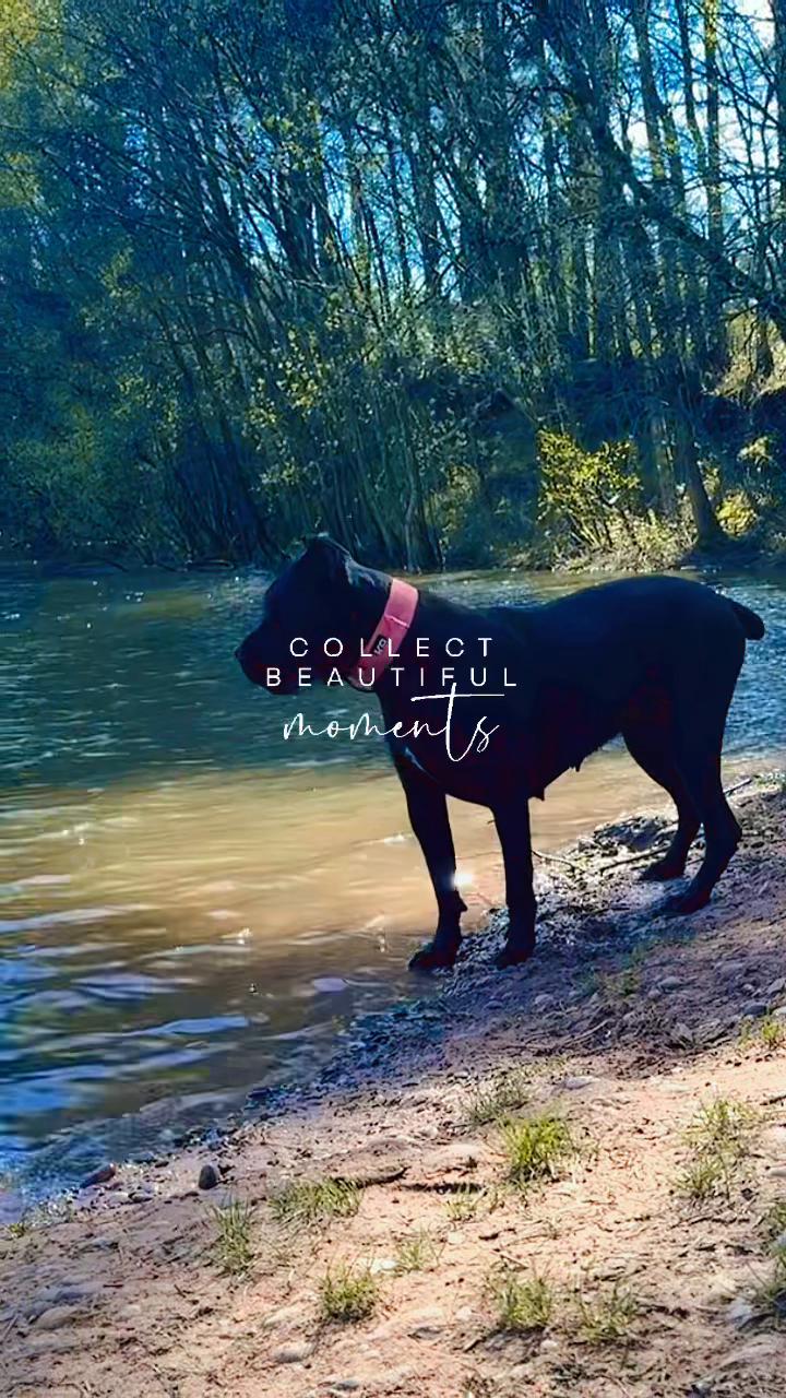 @Cane Corso PatoSquad