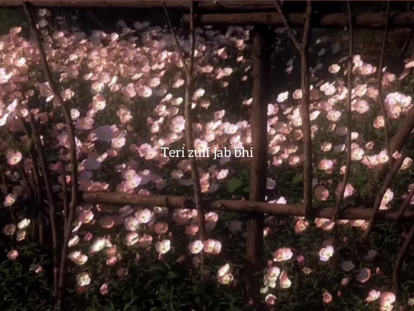 @ʟᴏꜰɪ ᴅʀᴇᴀᴍꜱ