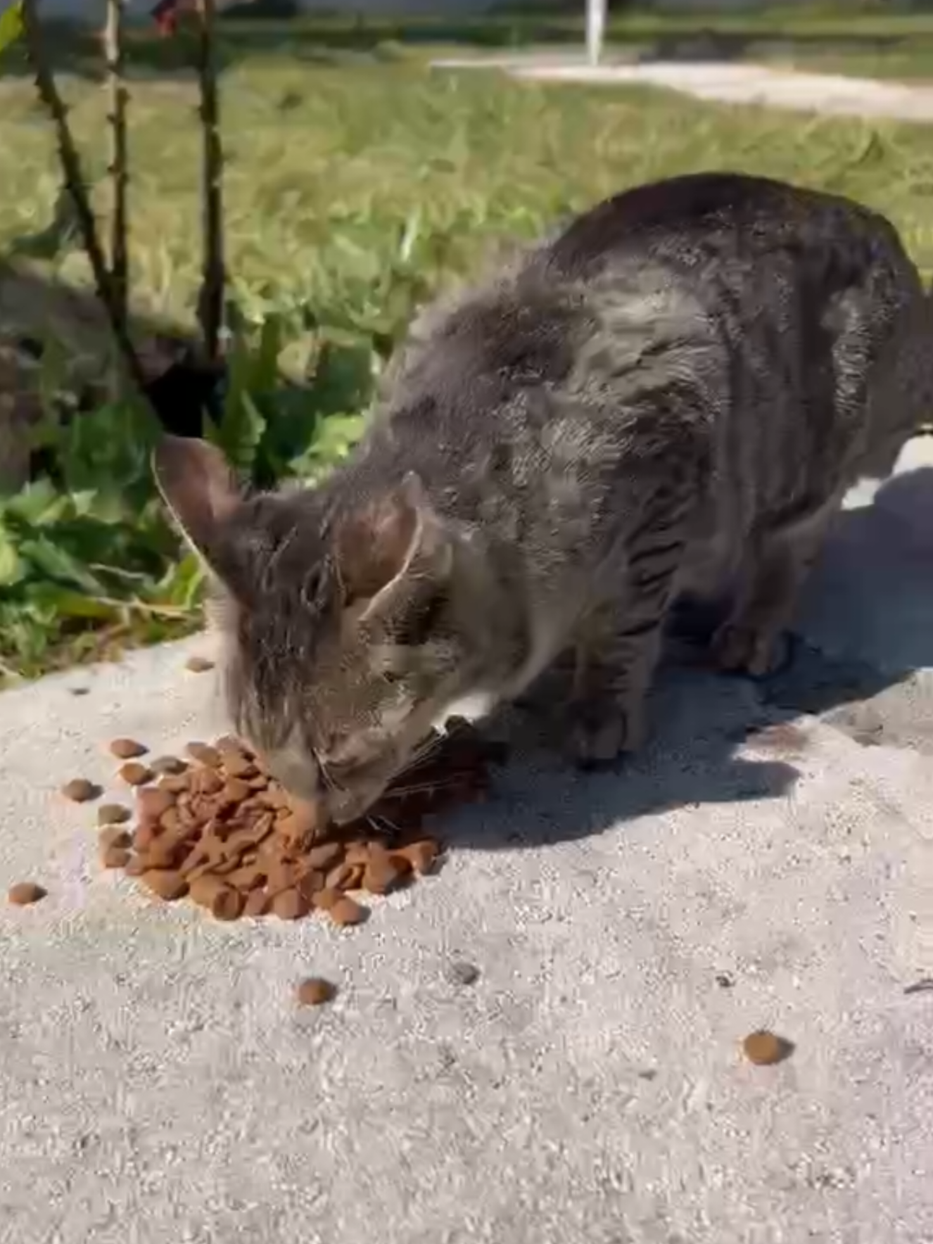 @Greek Animal Rescue