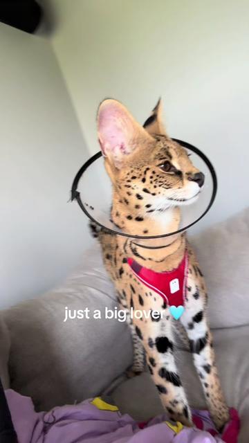@milo the serval