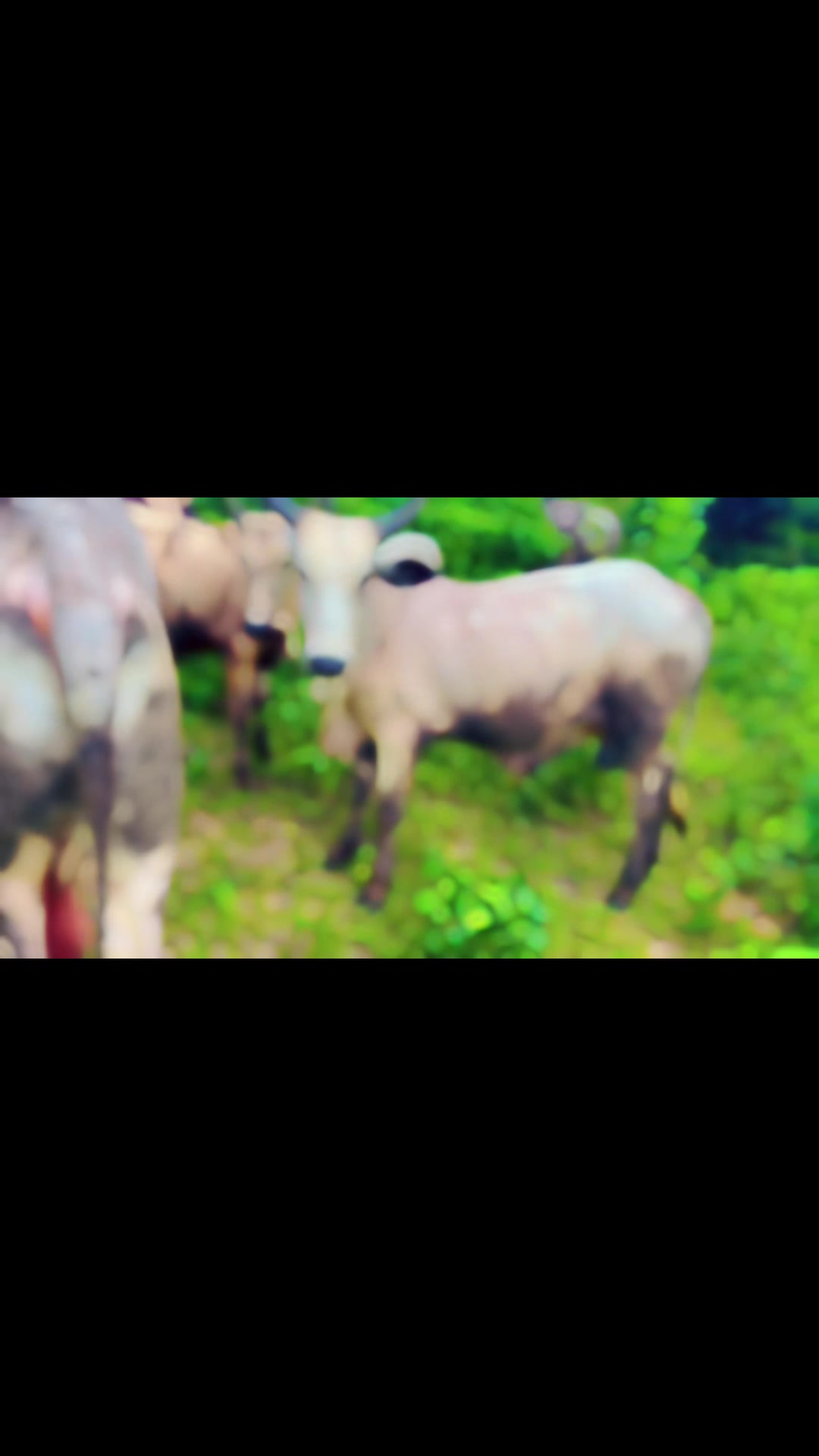 @STDFarms Ghana