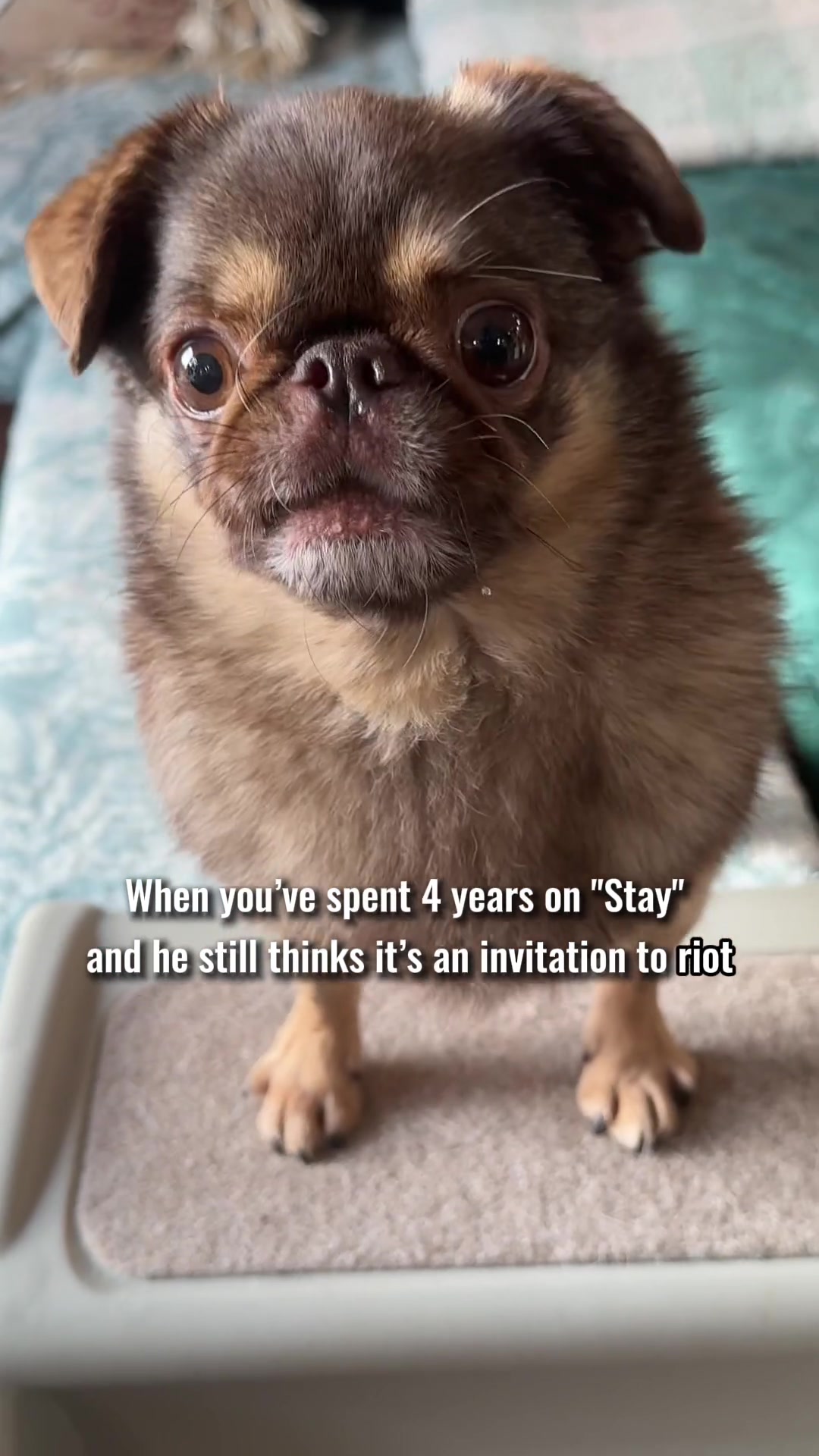 @ChilliThePug