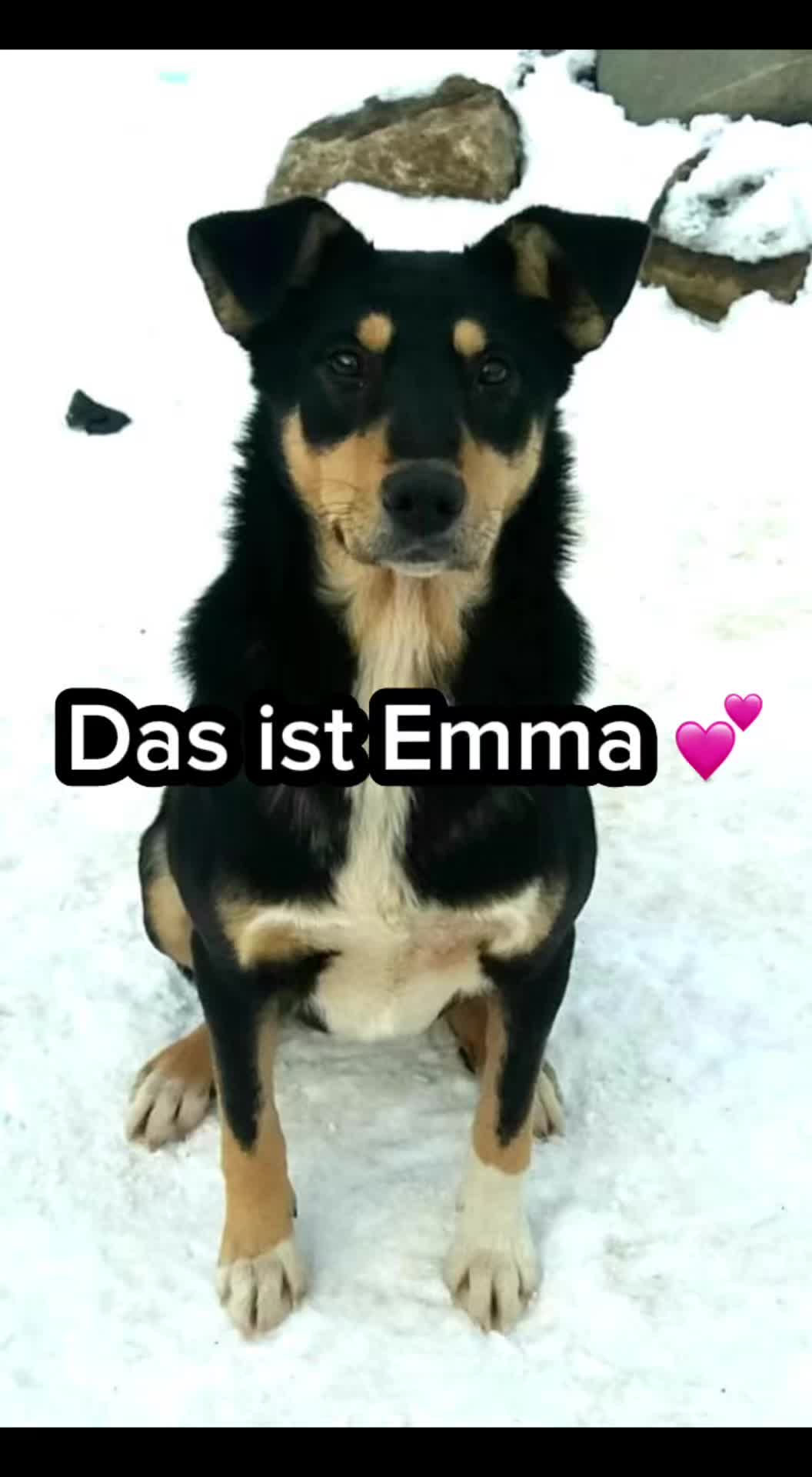 @Tierheim der Gl&uuml;ckliche
