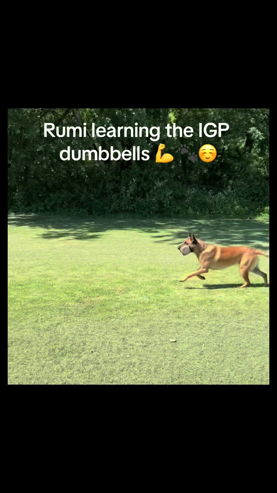 @thedogsportscoach