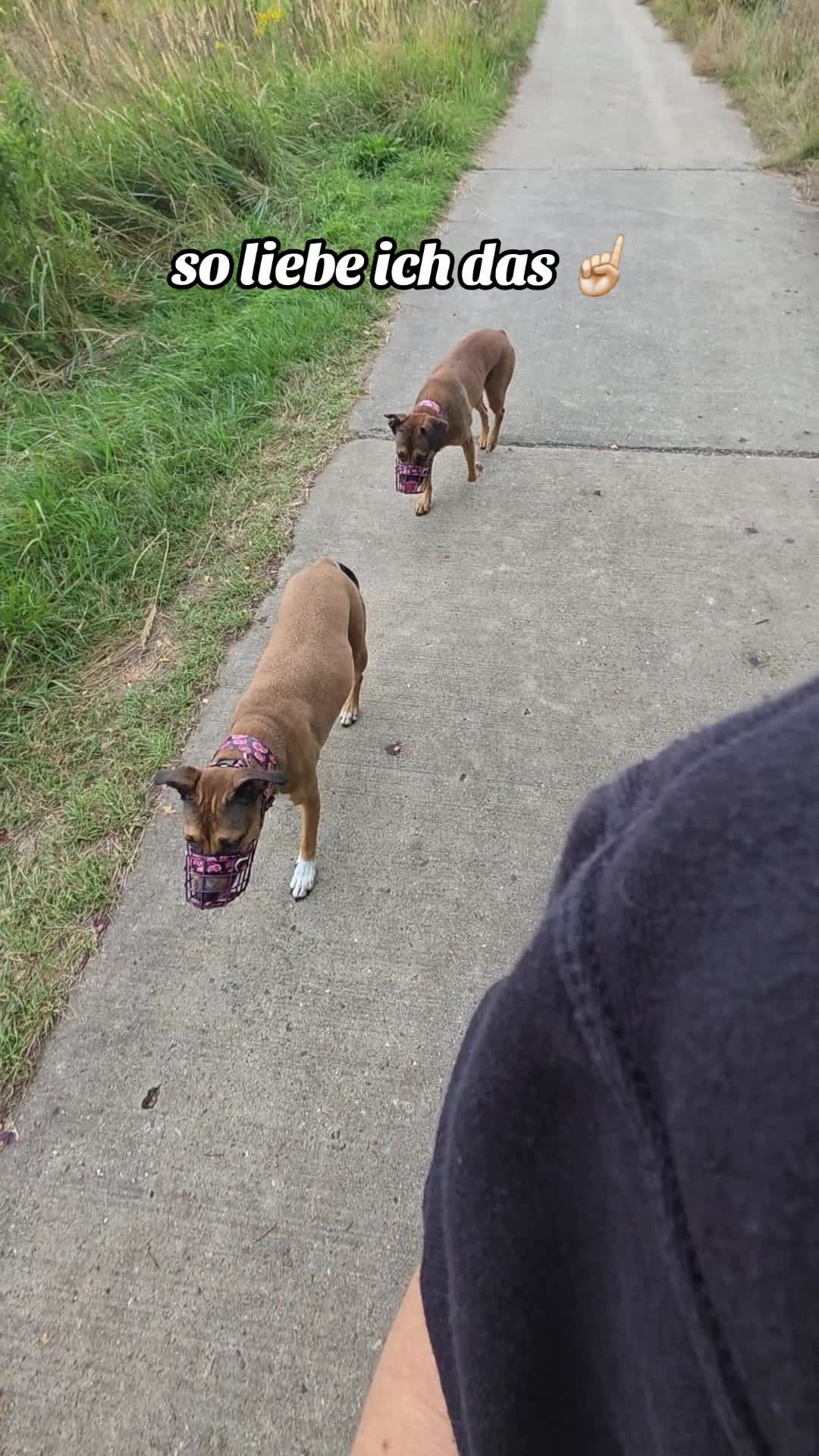 @Staffordshiremix Geschwister🐾