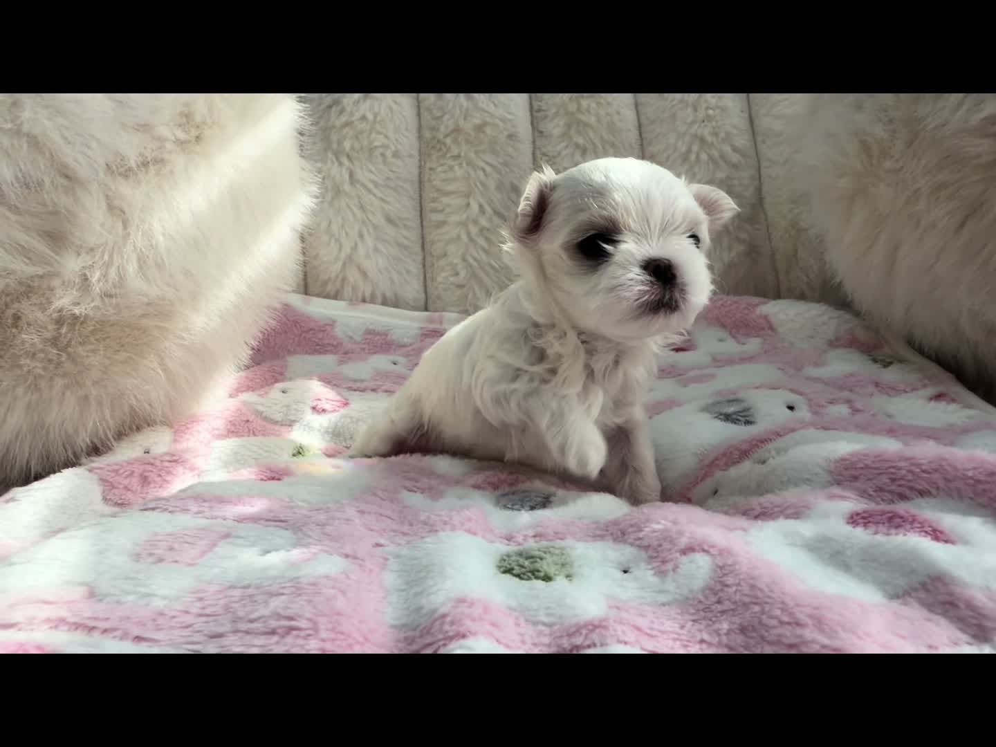 @Bambelina Maltese