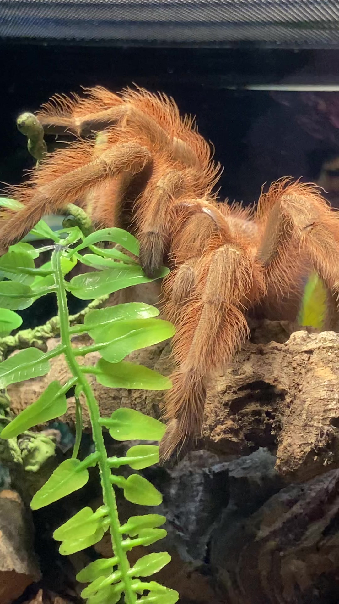 @🕷️𝓛𝓪𝓭𝔂𝓢𝓬𝓪𝓻𝓮🕷️