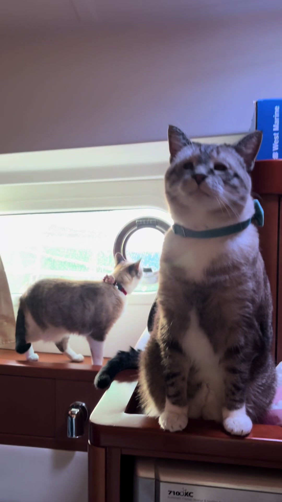@bellkittiesmom