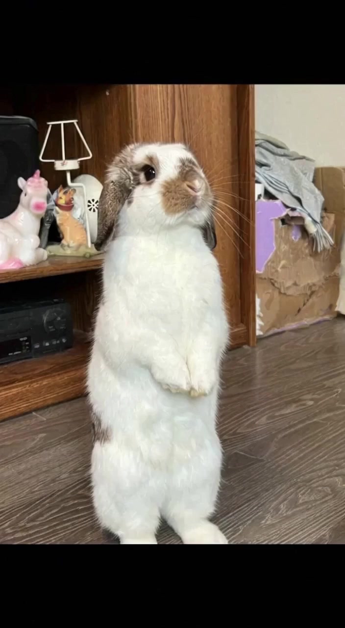 @Mrdivaandgizmoandfriends