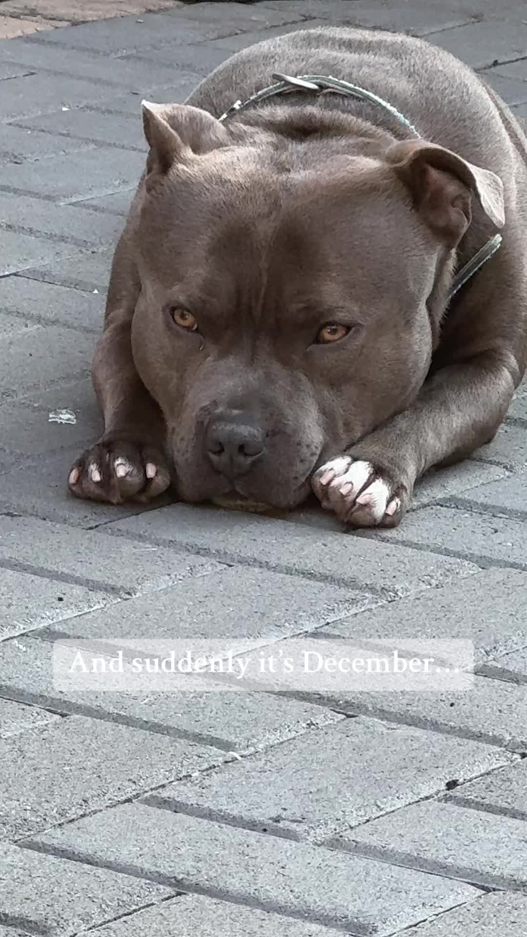 @jaegerstaffy