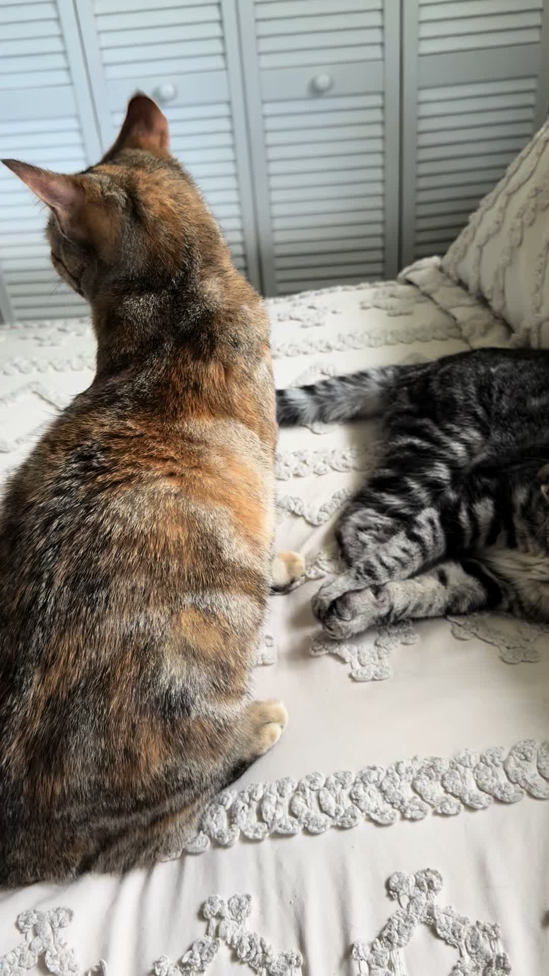 @KrazyKatz