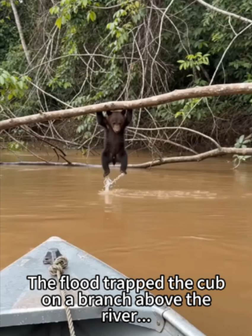 @PawsUnited