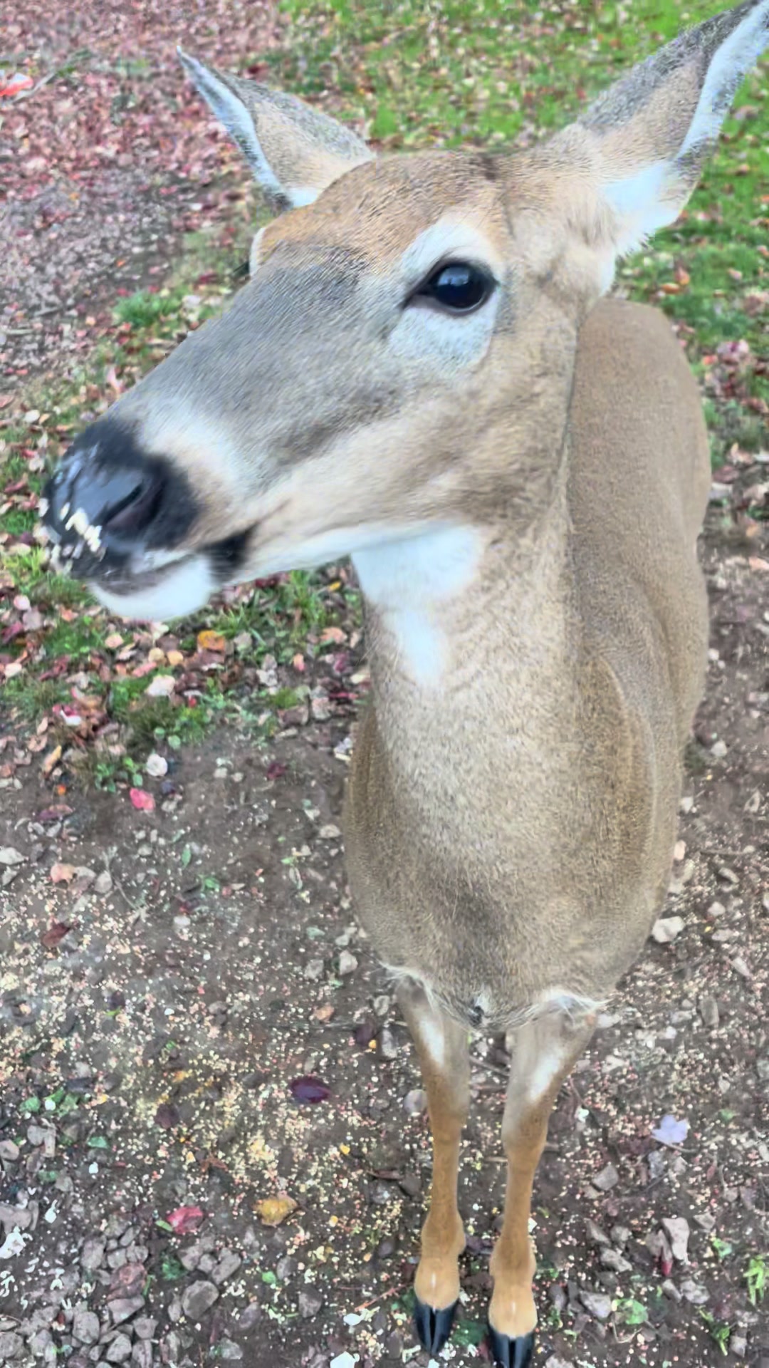@Anita 🦌🌳