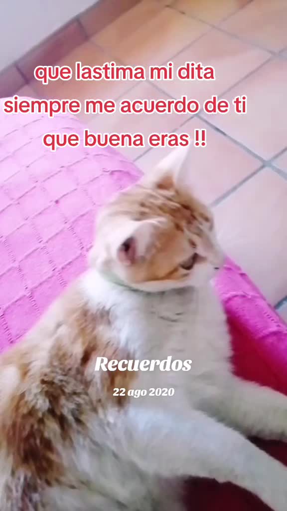 @Sra.Gato