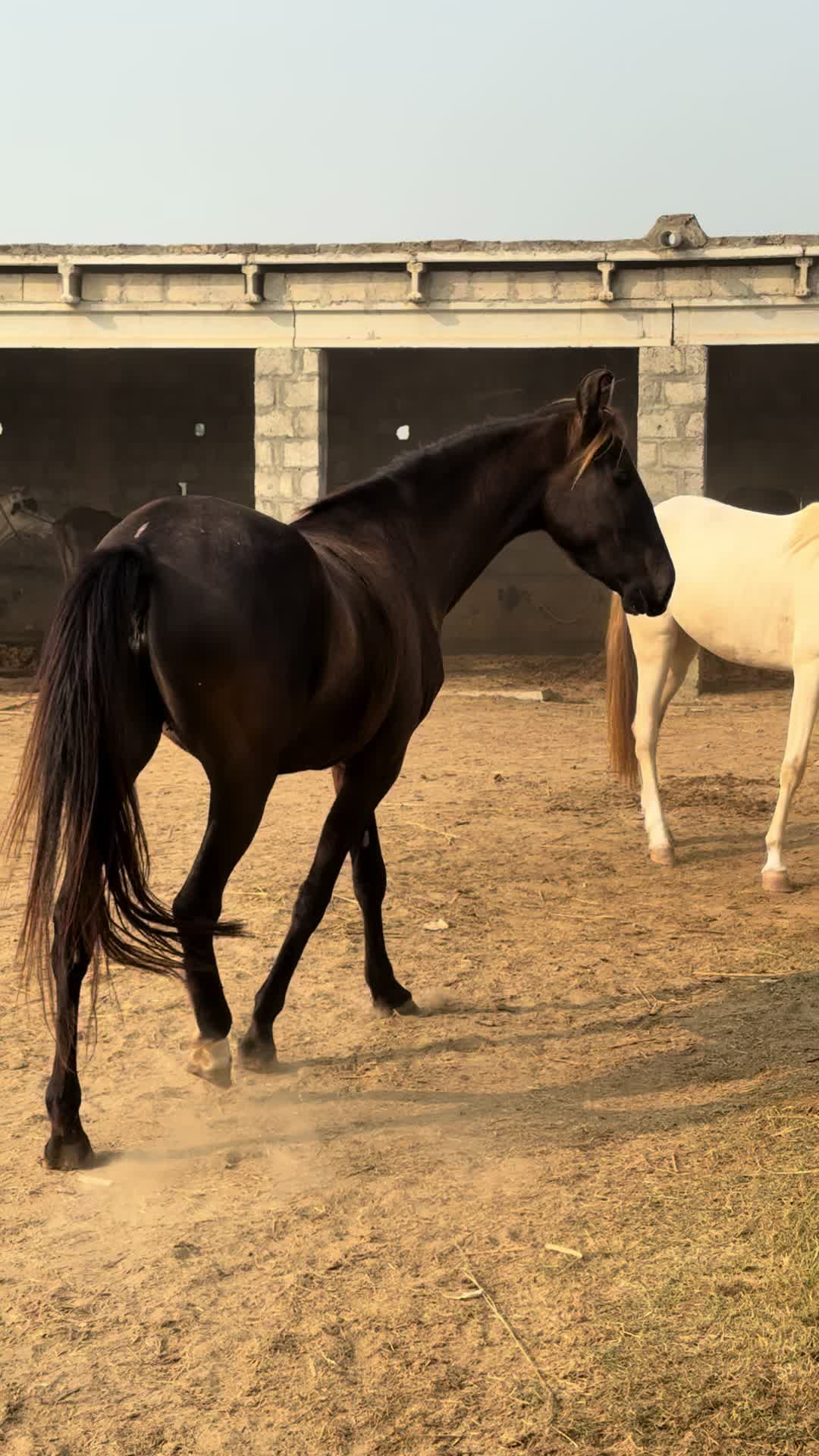 @Hayat Raza