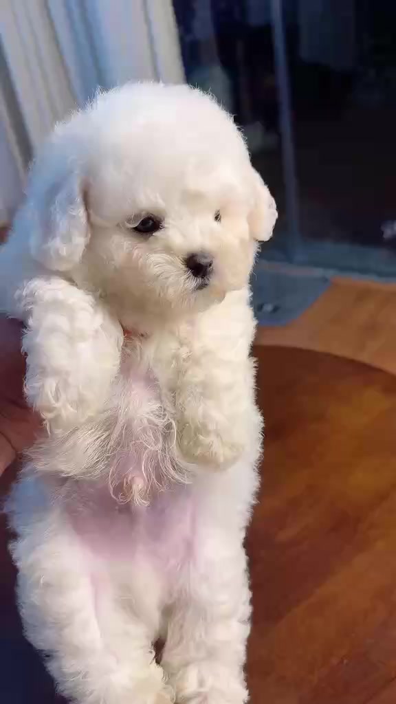 @PetHouse - Thế giới Pet