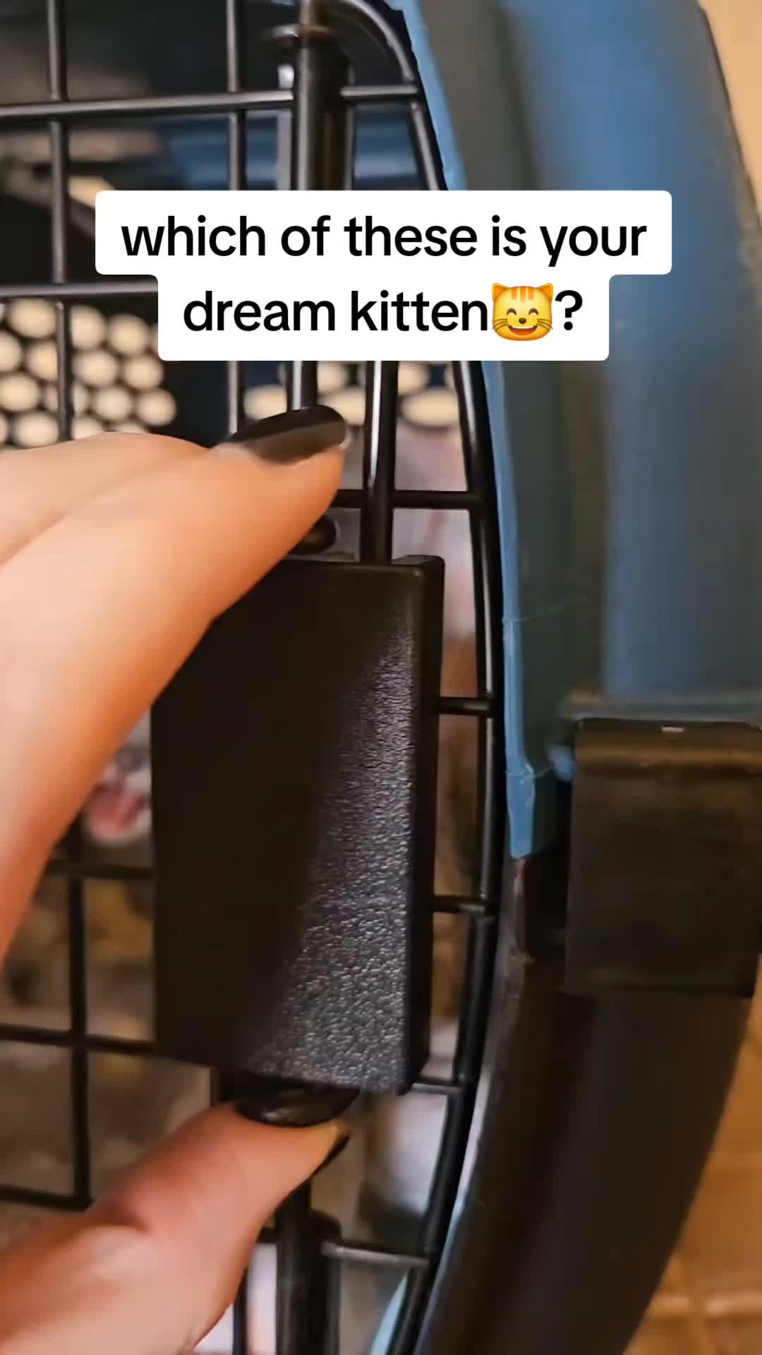 @catnipcrazee