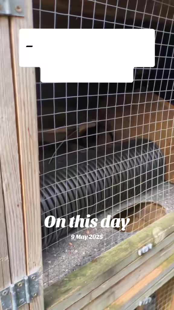 @Ocean City Ferrets