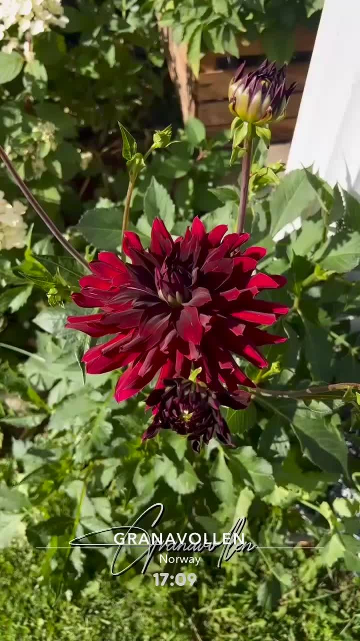 @mettemyhrebakken