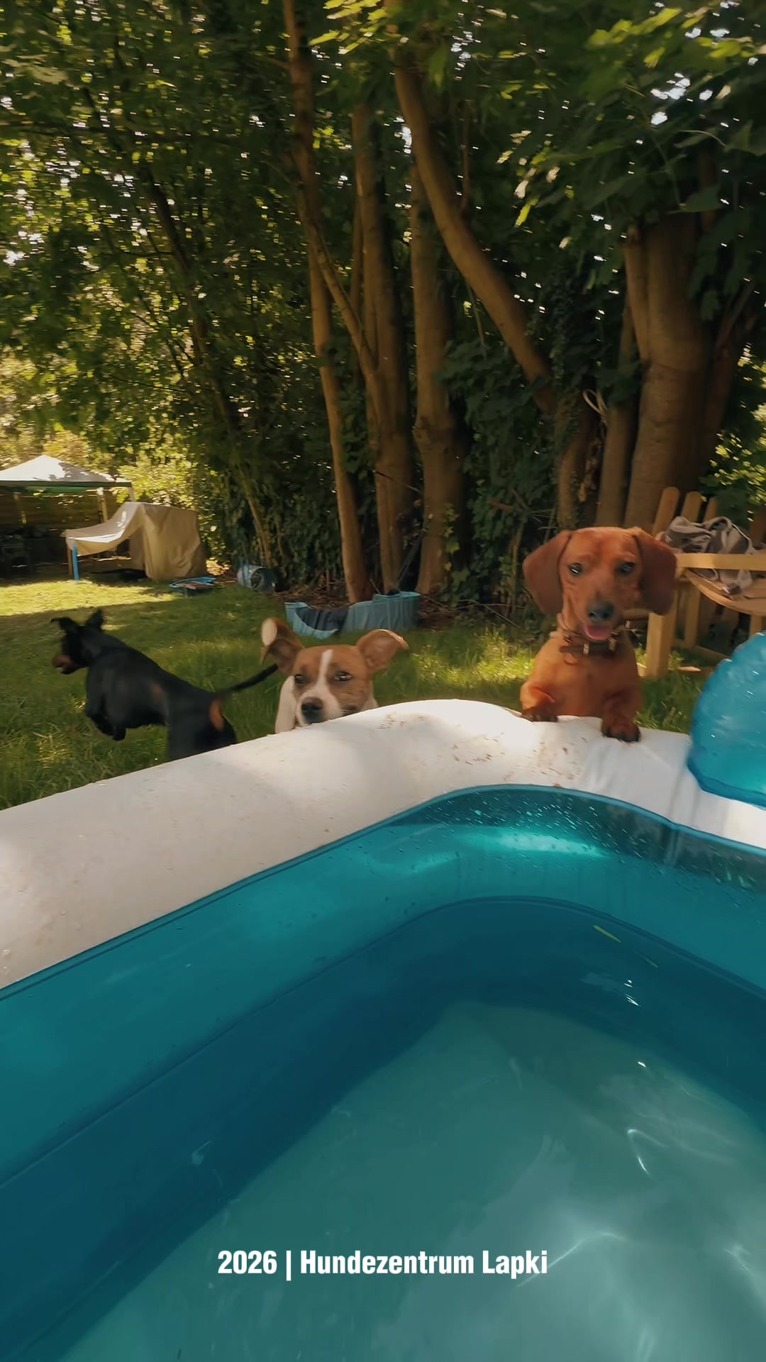 @Olesia &bull; Hundezentrum Lapki