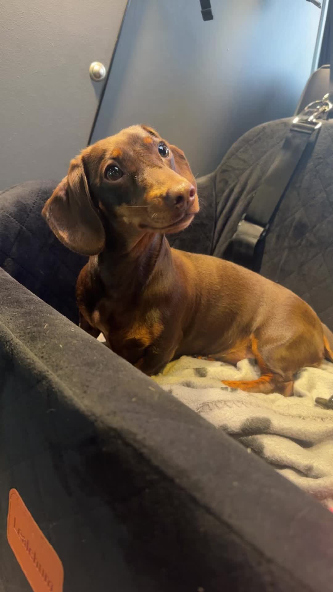 @ciciolive_mini_weiners