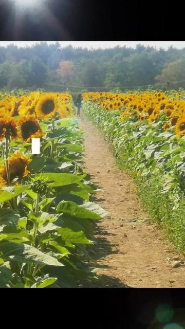 @🌻🪽Tracy11:11🪽🌻
