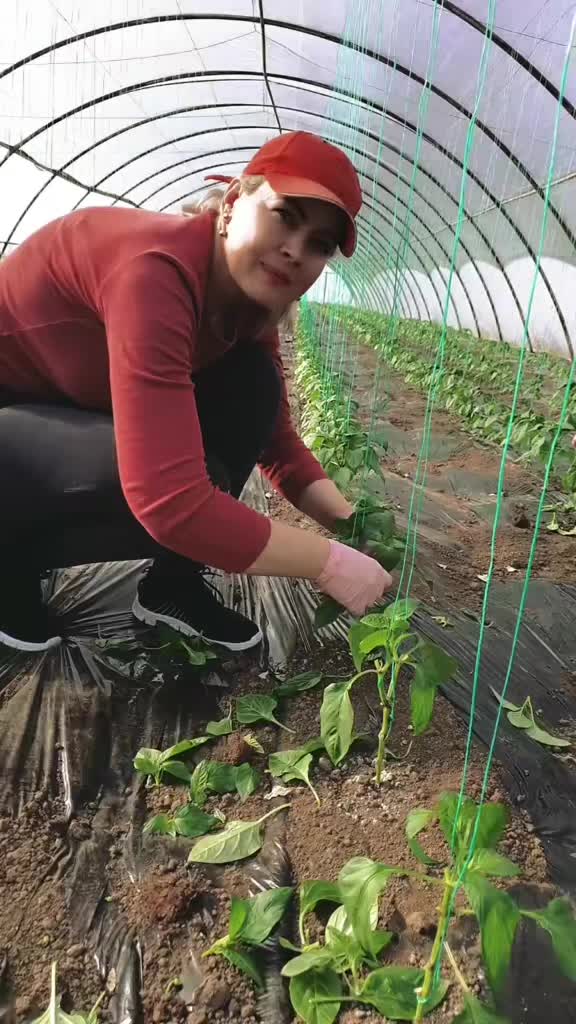 @FERMA VESELA