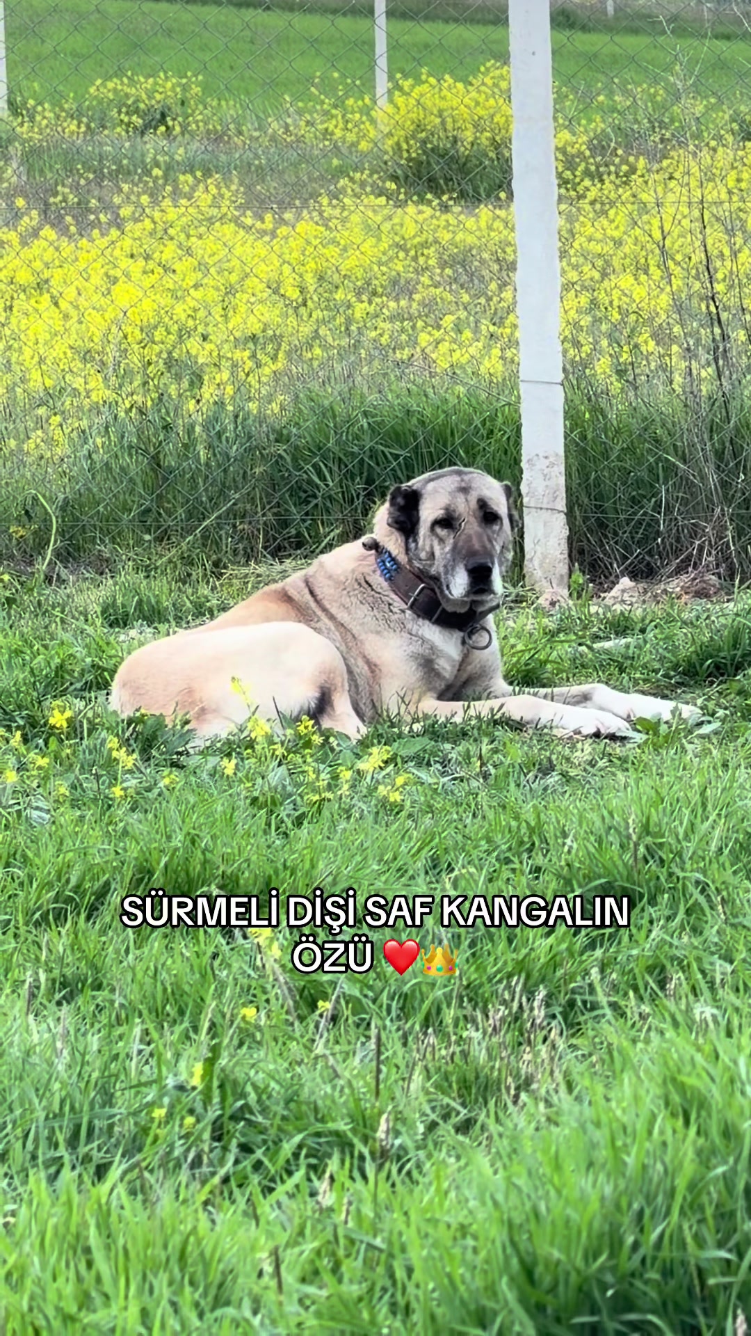 @kangalcı serkan
