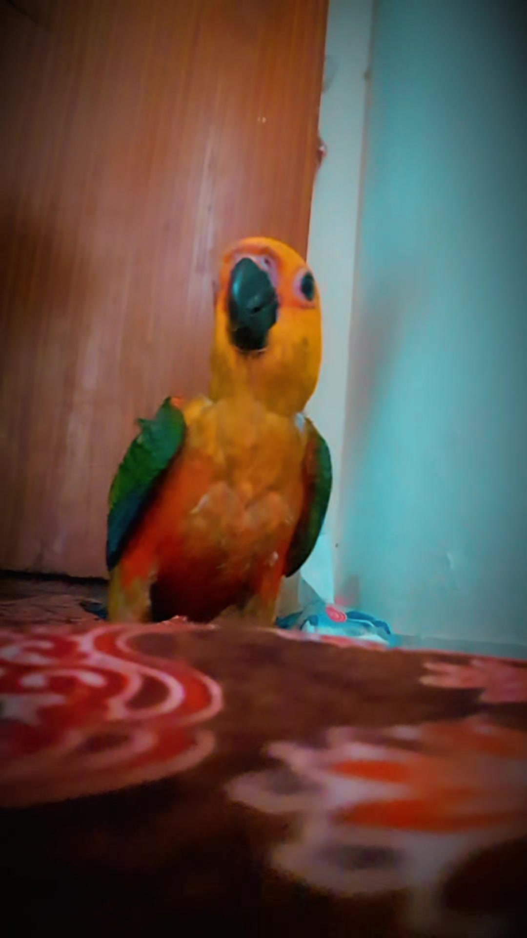 @B for birds